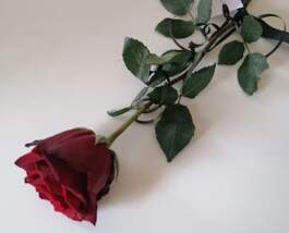 Růže pro Oldu Matouška